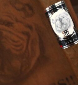 Georgia Bulldog Championship Cigar